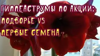 Гиппеаструмы по акции: Подворье vs Первые Семена