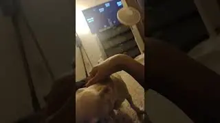what this dog doing