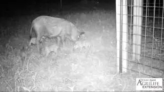 Piglets nursing and eating corn