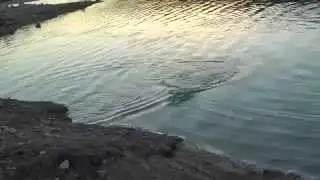 Ловля окуня весной на силикон