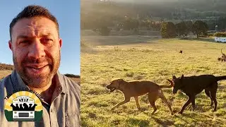 The new dogs are still getting to know the pack | The Asher House