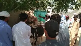 Aseel Cow Qurbani2024❤️|Qurbani at Dera Saeed Jutt Kisran🥰#shorts