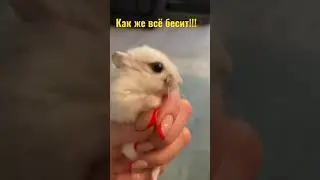 Как же меня все бесит! Все бесит! Смешные хомяки! 