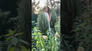 Можжевельник скальный Blue Arrow