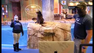 Virtual Visit for Make-A-Wish at Georgia Aquarium