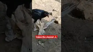 🐓Morga attack eagle🦅 || #attack #eagle #shorts #chicken