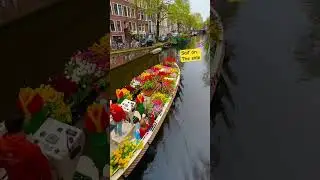 #fypシ #travel #pageforyou #love #tulip #flowers #nature #amazing #amsterdam #holland #fyp  #shorts