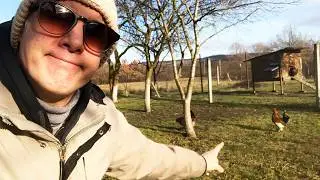 Devo acchiappare le mie galline per il 