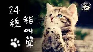 24 CATS MEOWING💕 🐱│Make your Cat or Dog Go Crazy｜Cute Kittens Meowing│Cat Meowing Video