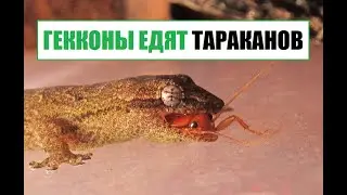 Кормление Lepidodactylus lugubris тараканами (Mourning geckos eating cockroaches)