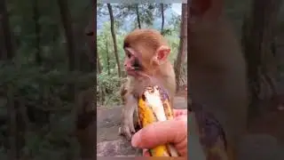 крик обезьянки