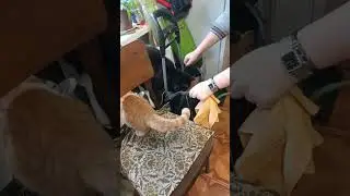Кото-таможня добро не даёт! #коты #ржака #котики #смешноевидео