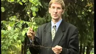 Rubus idaeus (малина обыкновенная)