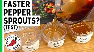 Pepper Seed Germination Experiment - Which Is Fastest?