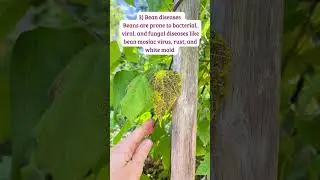 3 Reasons Green Bean Leaves Turn Yellow and Solutions #shorts #greenbeans #vegetablegardening