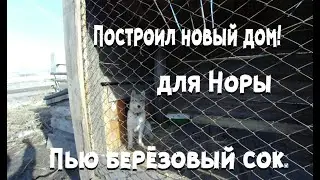 Построил новый дом! Для Норы.) Пью берёзовый СОК.
