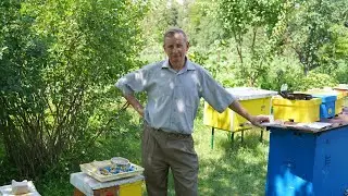 Summer survey of bees and work at the apiary | Crazy honey collection