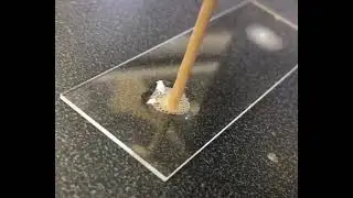 🦠Prueba de Catalasa
