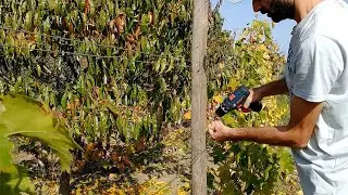 Inaltare si hidroizolatie sistem sustinere la vita de vie cu conducere semi-inalta
