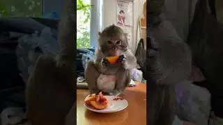Пришла к швее и получила бонус #обезьянка #monkey #макака