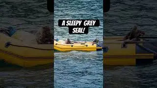 Didn’t expect to see that! A sleepy grey seal snuck aboard this boat near skomer island #wildlife