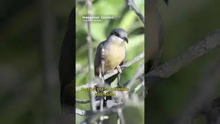 Providencia y San Andrés: un paraíso lleno de aves endémicas. Mira y suscríbete👆🏼