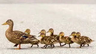 1 HOUR Duck Quaking Sounds on Loop!