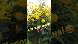 #Мои #весёлые #собаки🐩🐕и #зароший #участок.🌞🤷‍♀️🍀🌱☘🌿🌵