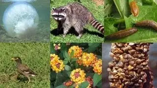 Biodiversità