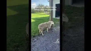 Sheep fun 😂😂😂😂