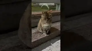 Kucing gemoy di jalanan #kucinggemoy#kucingkampung#kucinglucu