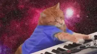 трейлер позитивного кота