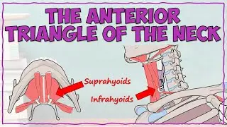 Anterior Triangle of the Neck - Suprahyoid and Infrahyoid Muscles!