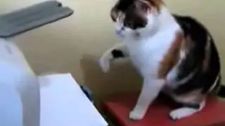 Кот и принтер