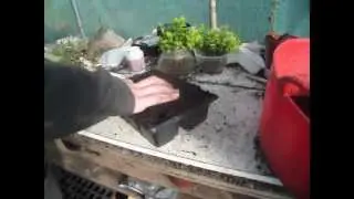 How to use Honey for Rooting Cuttings