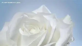 Spot Tv Acqua Alle Rose Antirughe
