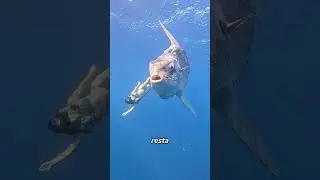 Why Does the Sunfish Never Escape?
