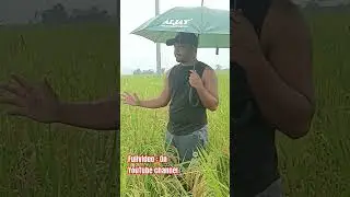 Batari indra01 Hybrid Rice | Ripening Stage #hybridrice #farming #herbicide