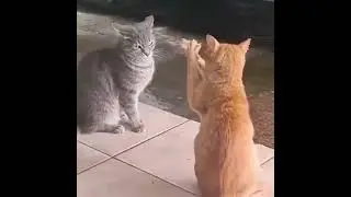 cats4