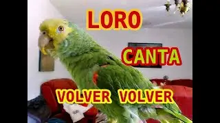 LORO CANTANDO - VOLVER VOLVER