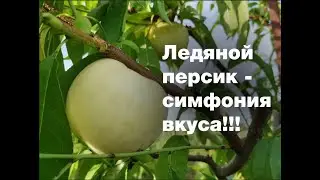 Обзор белого персика Айс Пич