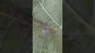 Что за вредители и как бороться? На винограде.