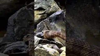 ular makan ikan