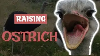 Ostrich Farming For Beginners