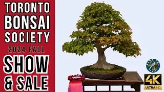 Toronto Bonsai Society 2024 Fall Show