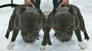 10 RAZZE DI CANI PIÙ PERICOLOSE NEL MONDO