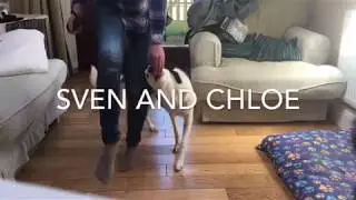 My 6 month Border Collie & some of his tricks!