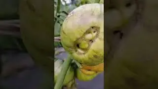 ТОМАТЫ на улице. Август. Курганская область