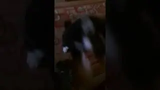 Собачка
