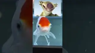Turning my basement into a goldfish farm update